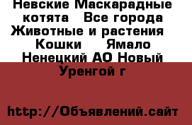 Невские Маскарадные котята - Все города Животные и растения » Кошки   . Ямало-Ненецкий АО,Новый Уренгой г.